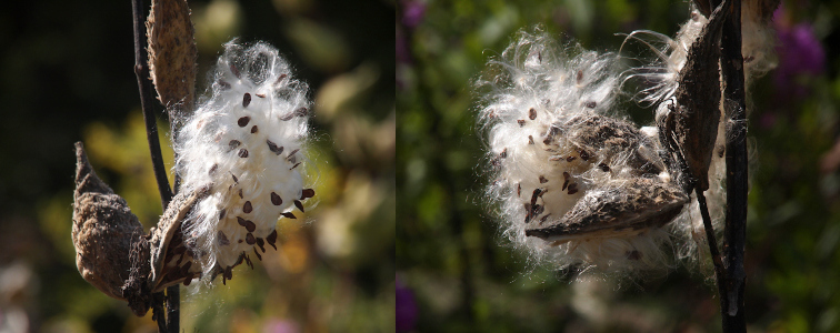 [Two photos spliced together. Each has several completely closed dark brown teardrop-shaped pods and at least one open pod showing the white cottony-looking center with the embedded small dark seeds.]